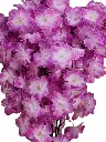 Picsart_24-03-16_00-10-38-835.webp