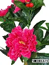 Photoroom_20240516_172320.webp