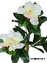 Photoroom_20240516_171558.webp